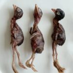 سمان كامل مجفف بالتجميد
