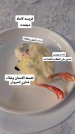 كتكوت كامل مجمد (داخل الكويت فقط)